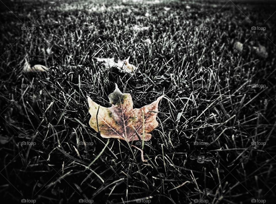  Color leaf black and white backdrop