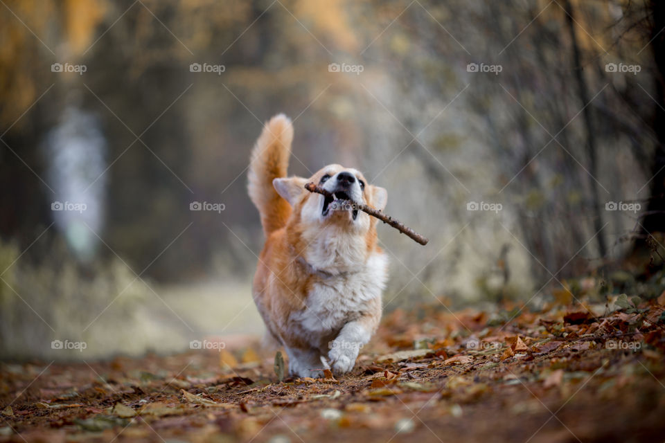 Welsh corgi pembroke in autumn park. 