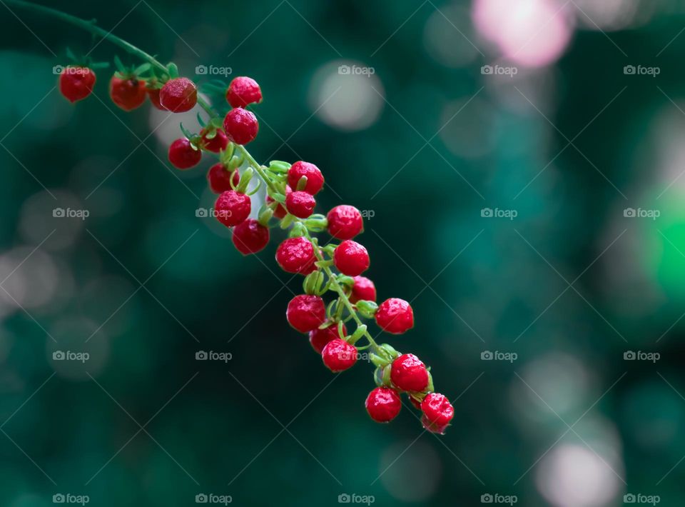 A bunch of red blood burry aganist green background