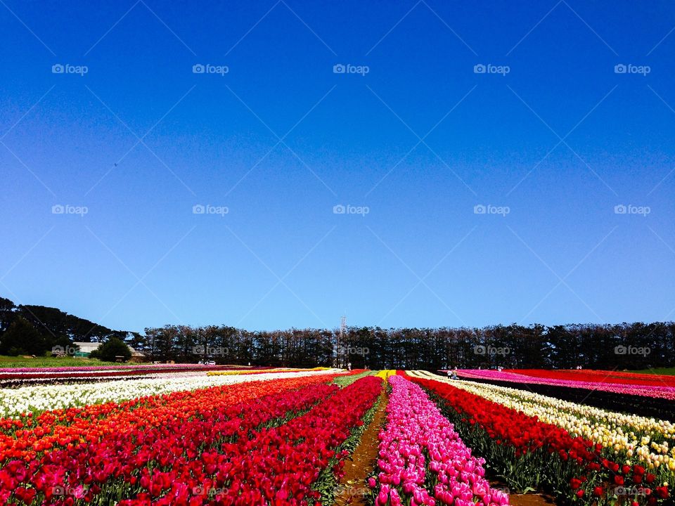 Row of tulips. Van diemen tulip farm, tasmania