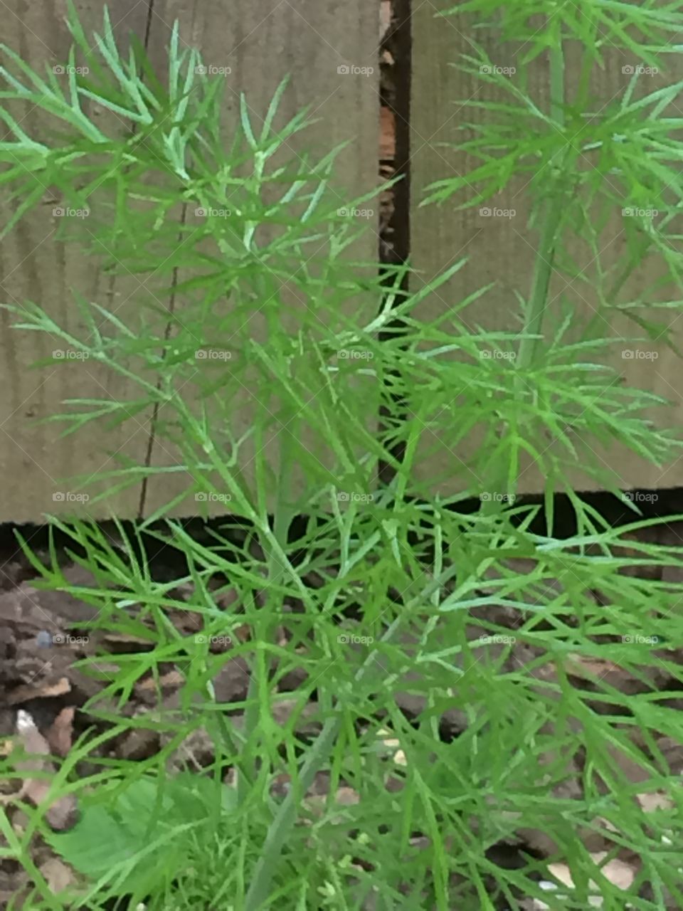 Dill fronds