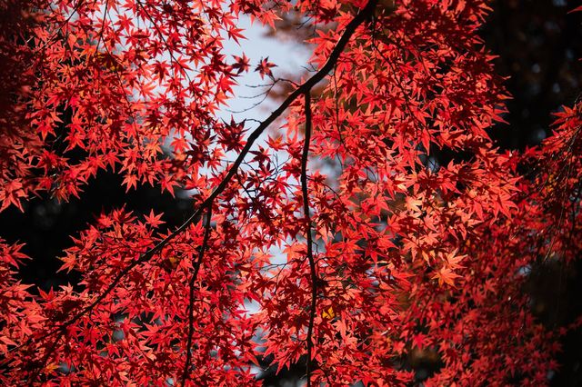 autumn leaves