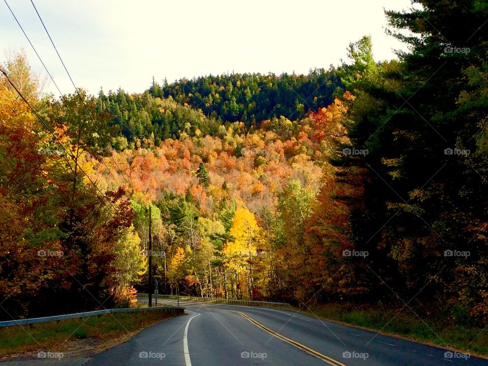 View of a forest in autumn