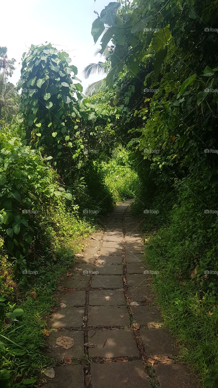 an overgrown pathway on a walk to the rice fields