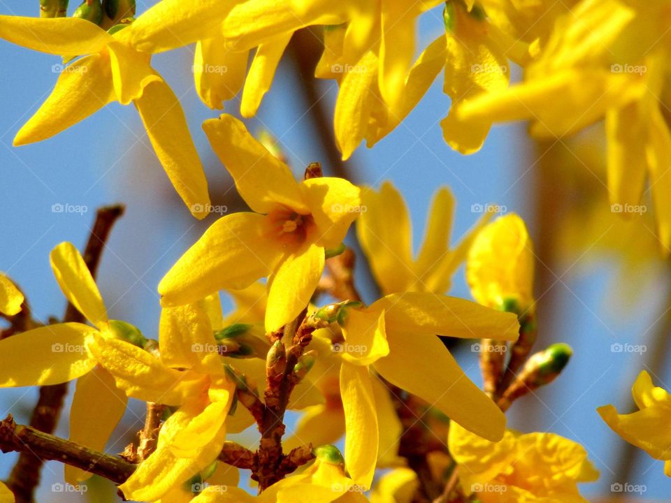 forsythia in bloom growing in the garden