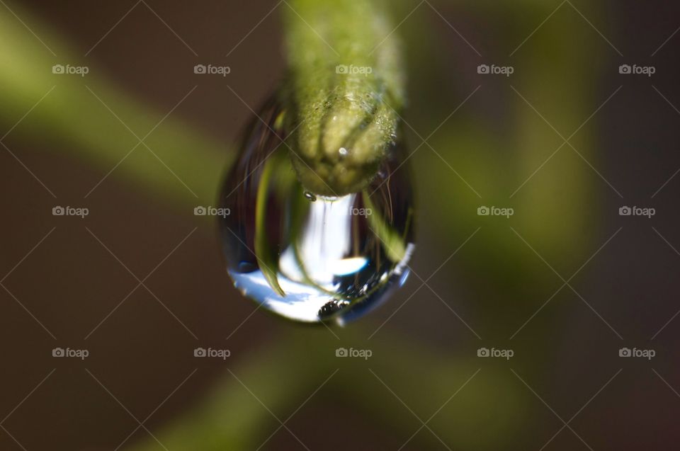 Macro photo of water dripping from a plant stem.