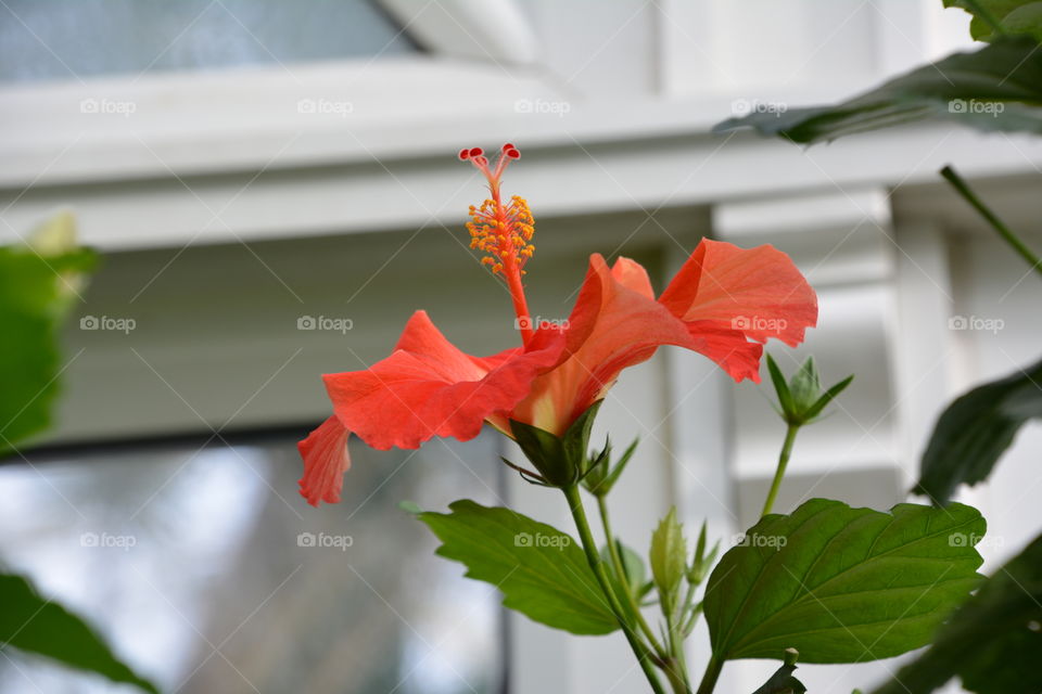 Orange hibiscus 