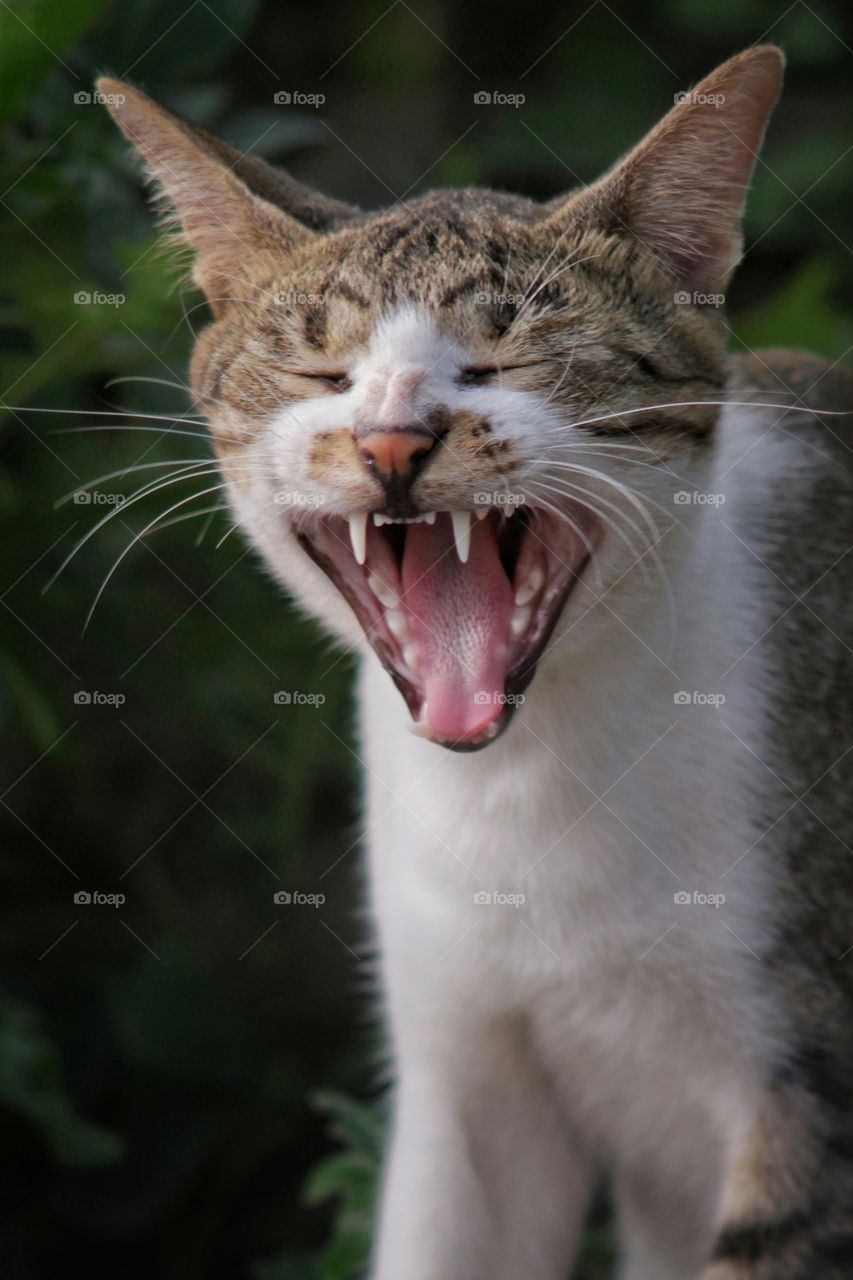 cant stop this cat laughing