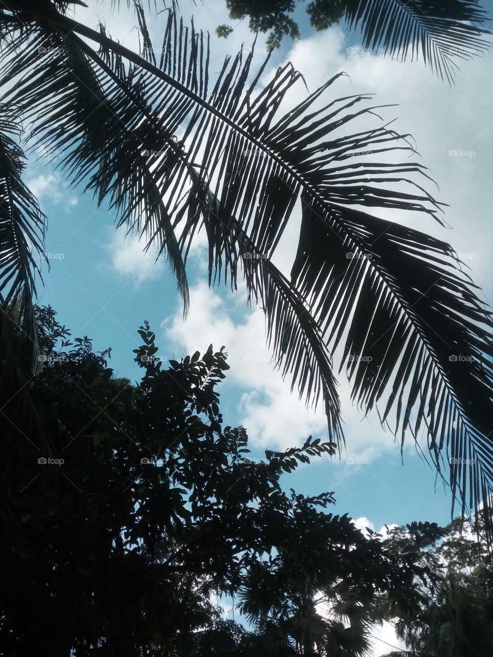 This is a picture which is captured by me beside my house. There are some coconut trees in this picture.