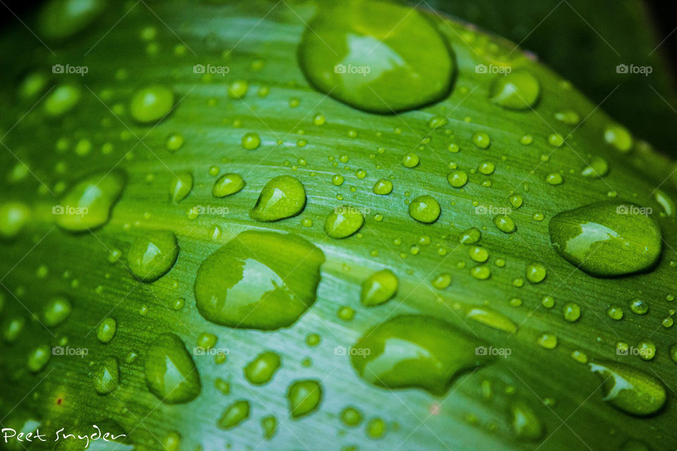 some nice rain drops on a leaf after some good rain
