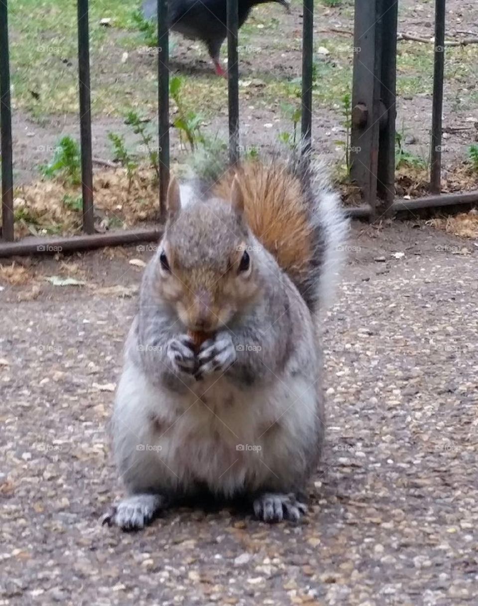 Hungry squirrel
