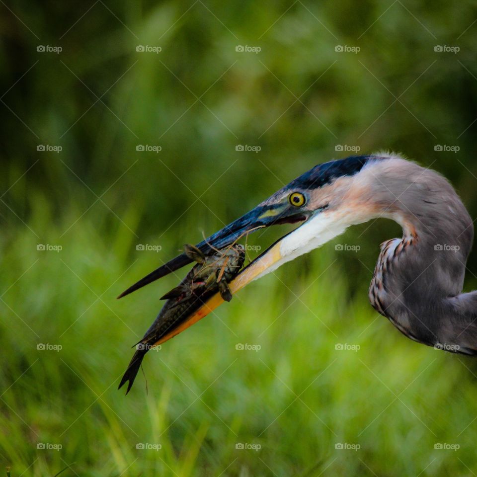 Fish For Dinner. Great Blue Heron went fishing for dinner!