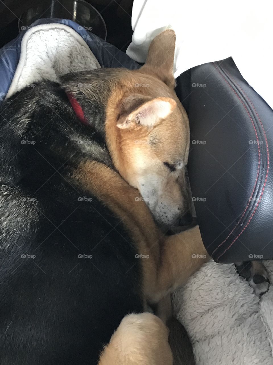 Snuggled in the car on a long summer road trip 