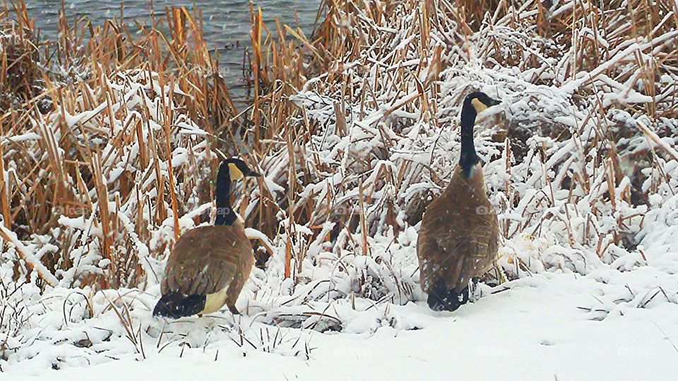 geese in winter