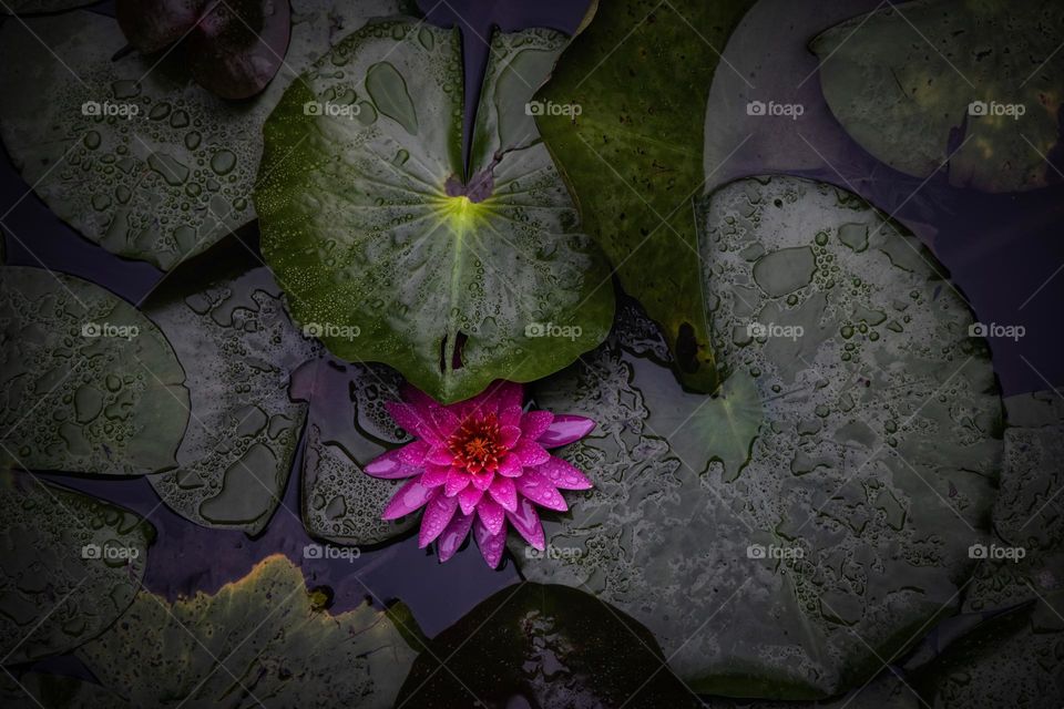 雨中睡莲花