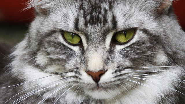 Cats