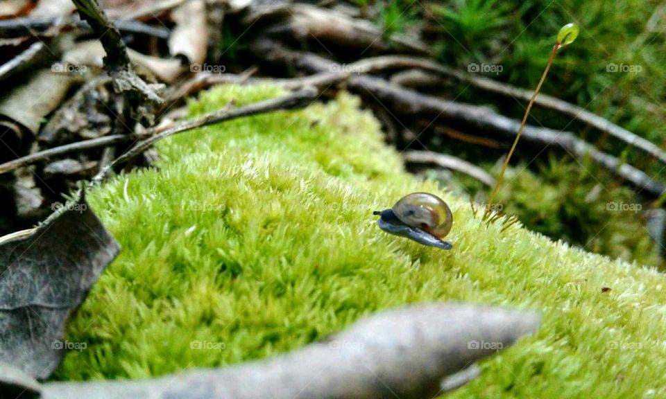 Snail