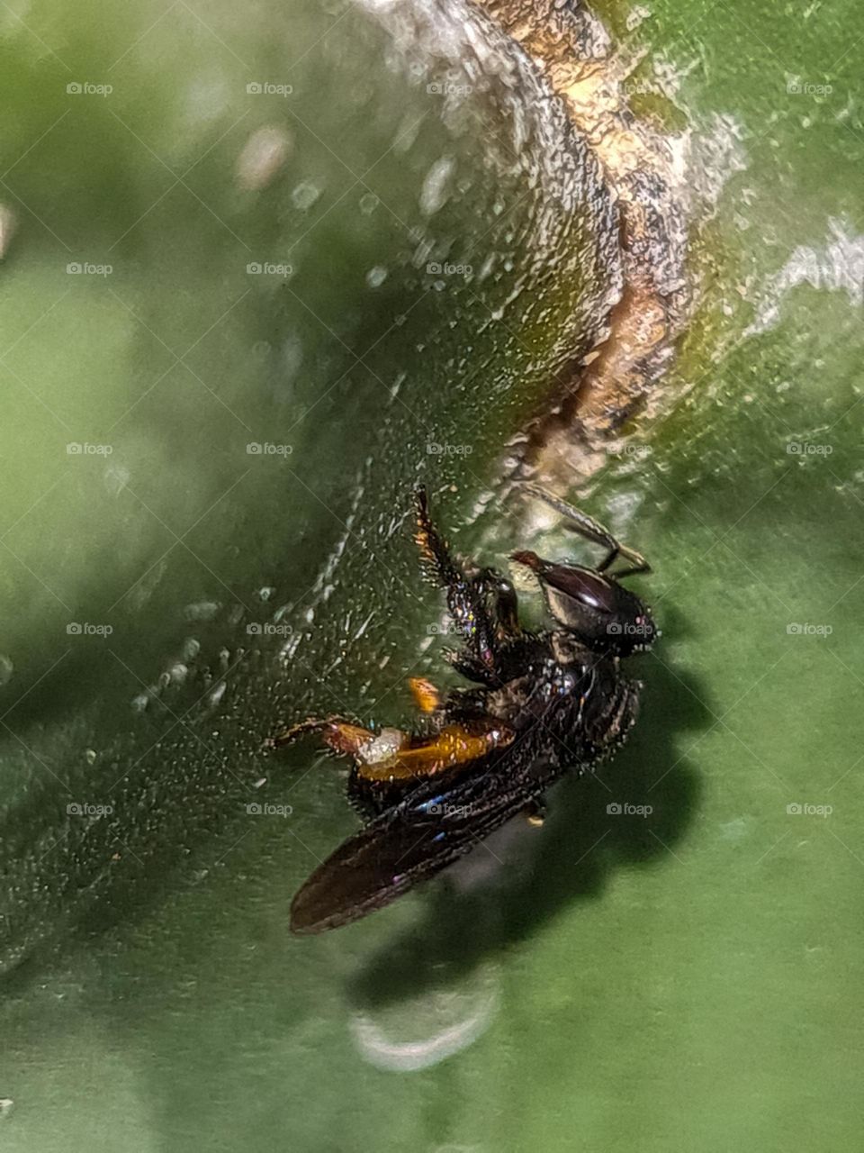 Bee enjoying cactus nectar