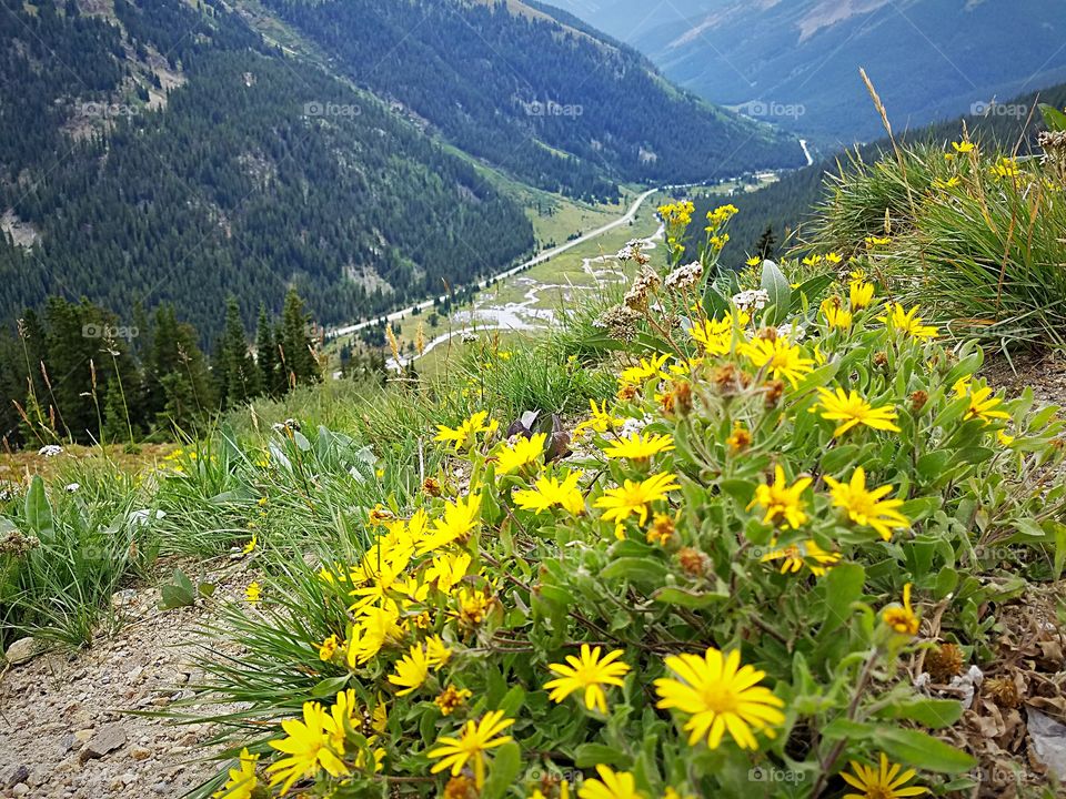wildflowers in Colorado