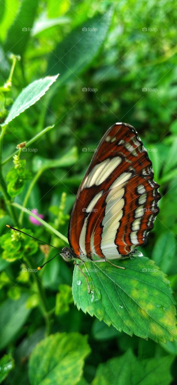 Beautiful butterfly on the leaf