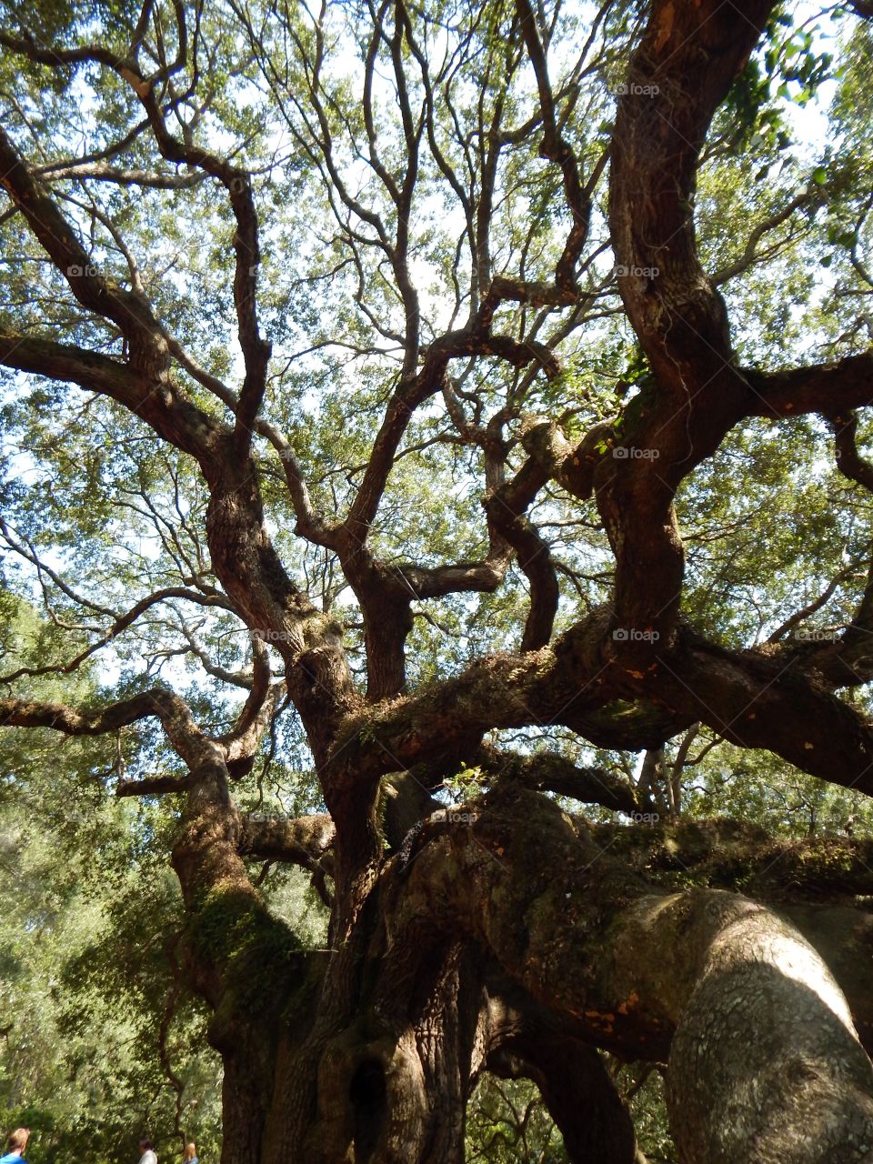 Live Oak Tree Canopy
