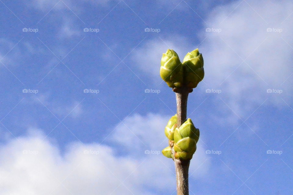 Knots with Blue sky in spring