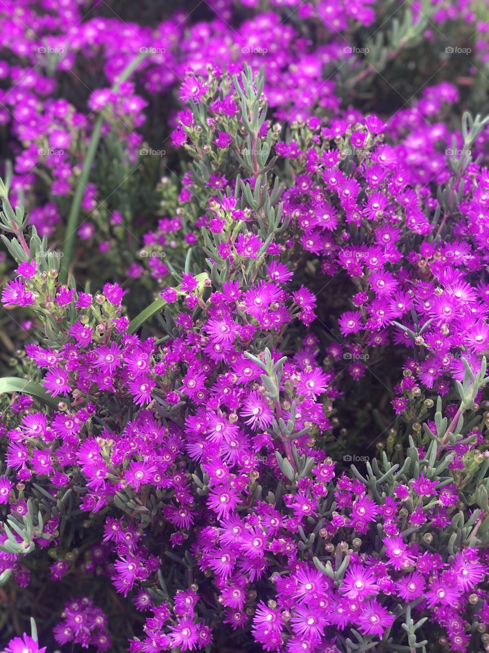 Pink flowers in Portugal