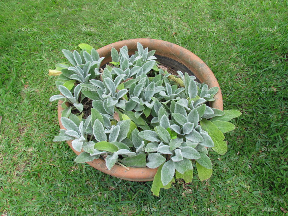 Potted Vegetable garden 