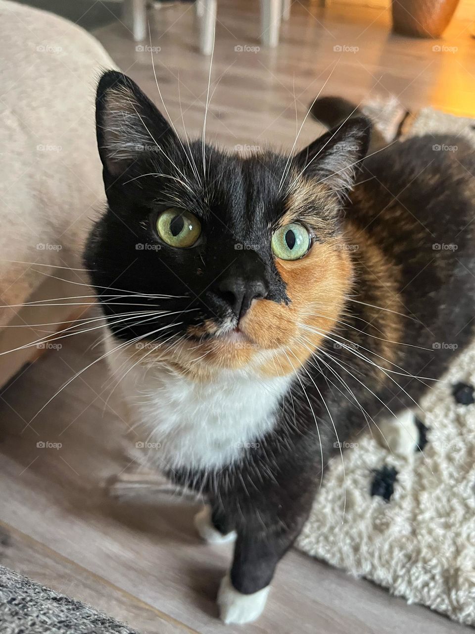 Hungry house tiger (cat)