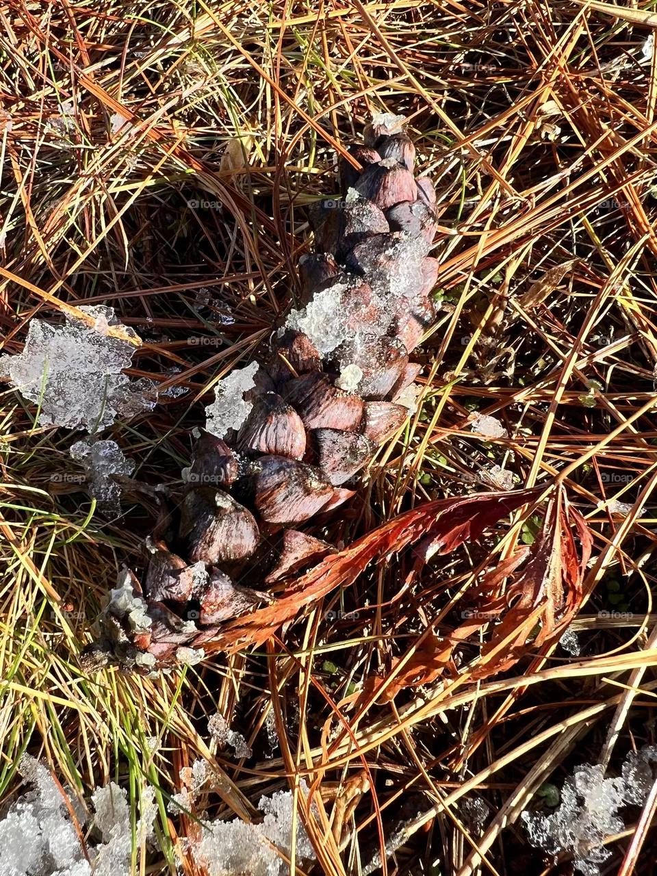 Pinecone 