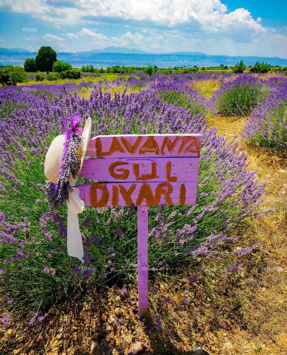 lavender garden in Isparta from Turkey