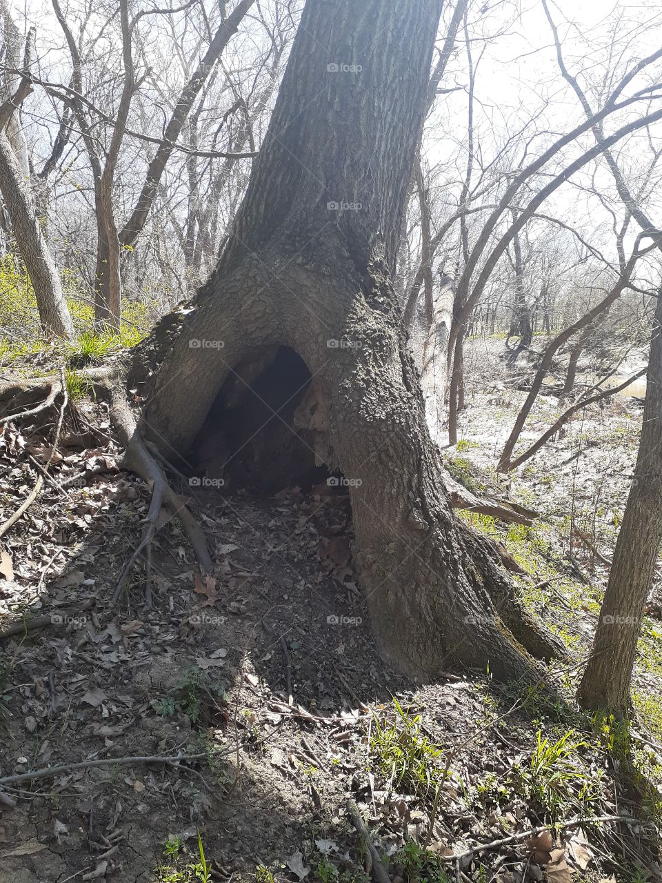 Fairy House