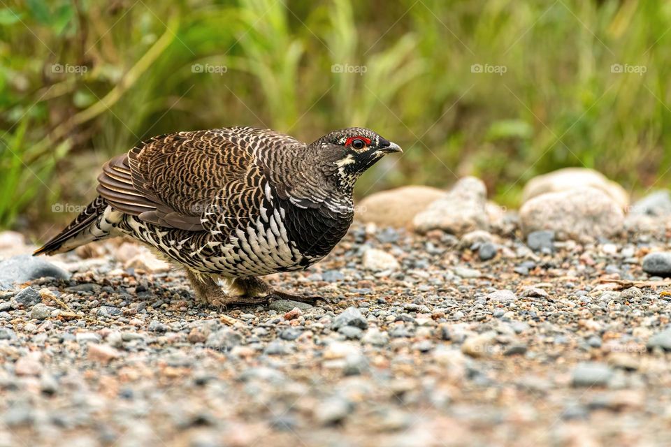 Male spruce grouse (canachites canadensis) on a gravel surface, summer, spring, horizontal
