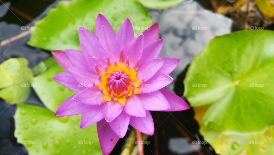Water lilly