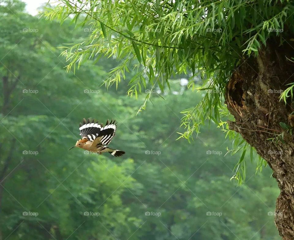 Precious moments, worth feeling this peaceful moment , birds is freedom in sky.