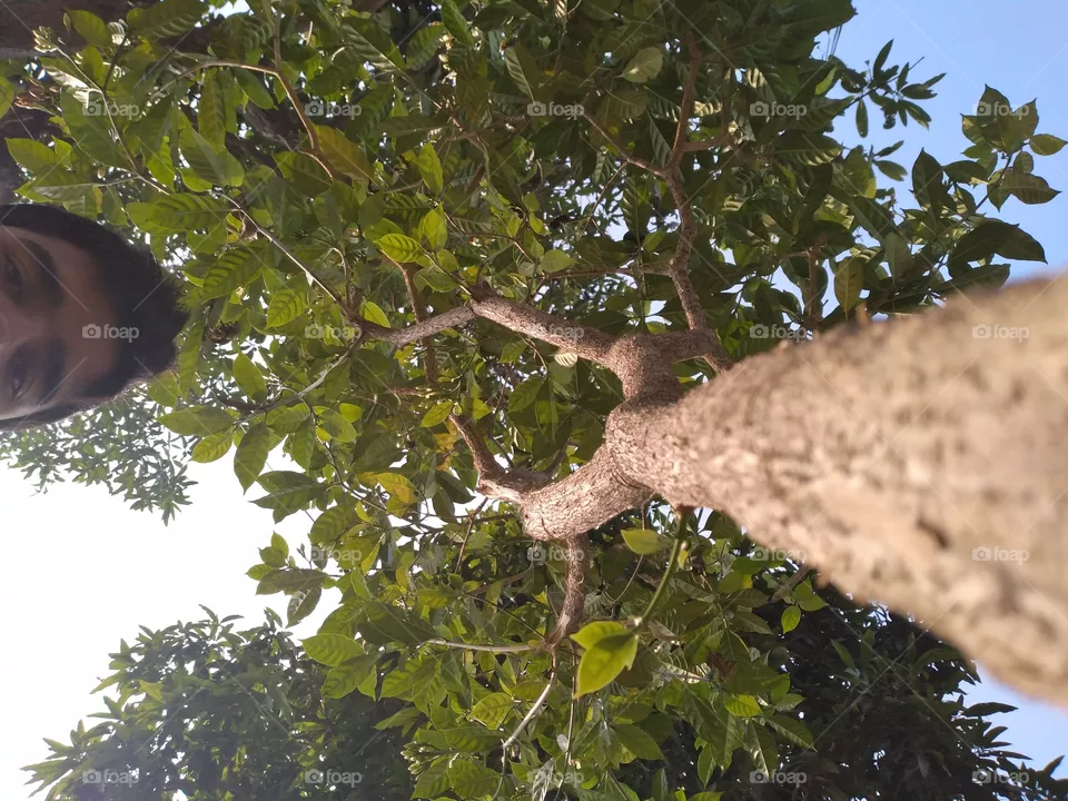 plant