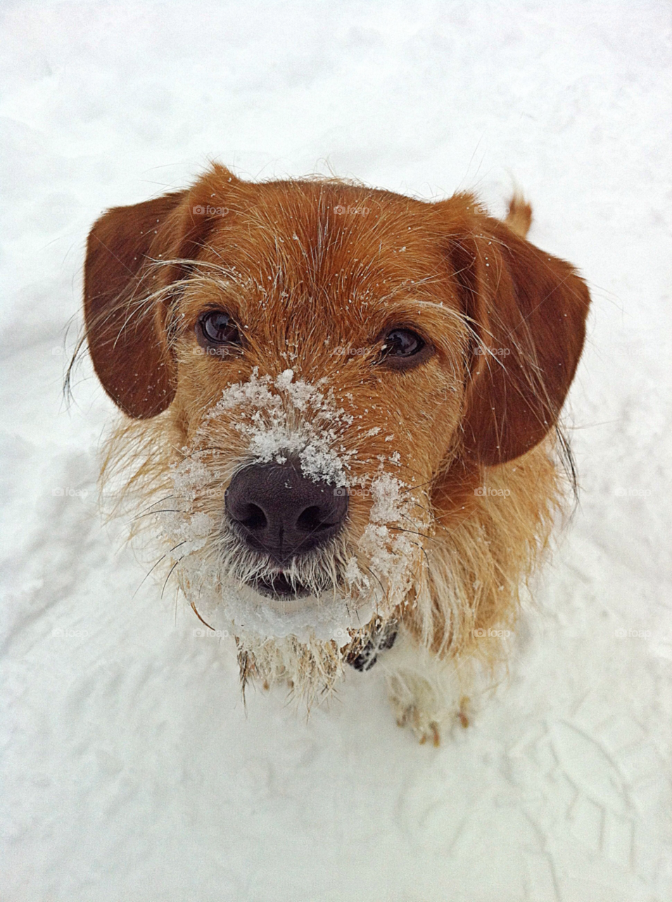 snow winter dog cute by campbellrobertson