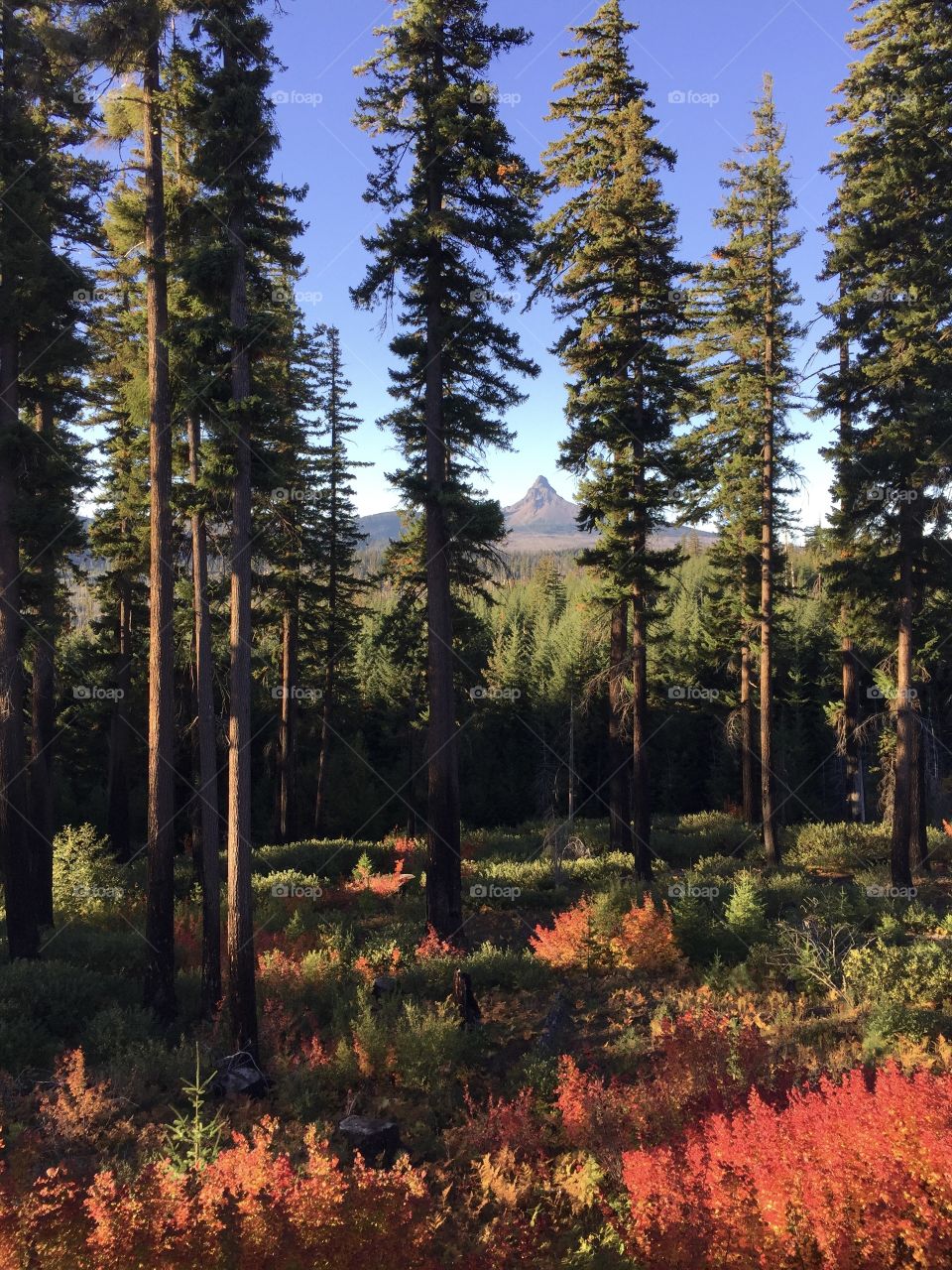 Mt. Washington in Oregon's Cascade Mountains framed by large fir trees in the forest with bright red and yellow foliage on a sunny fall day.