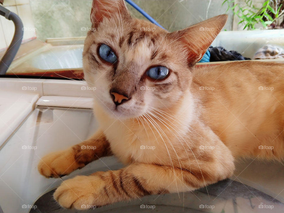gato de olhos azuis