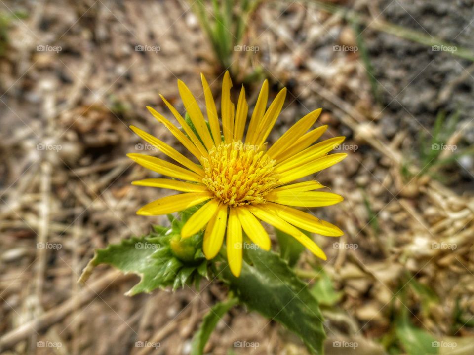 little dandelion. This is a picture I took of a dandelion that I saw along side of the road. 👣 🚶 🏃 🔥 💨