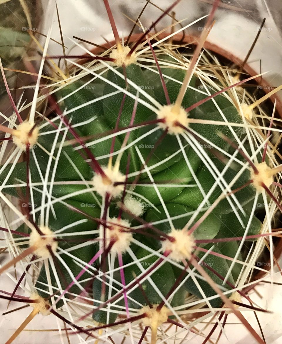 Cactus 