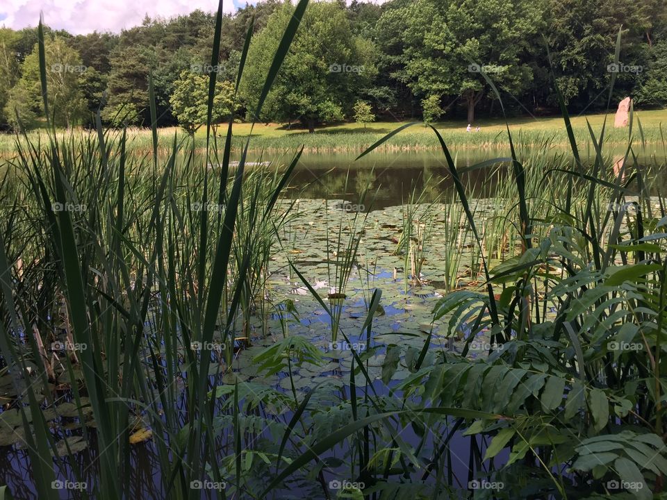 German pond #1