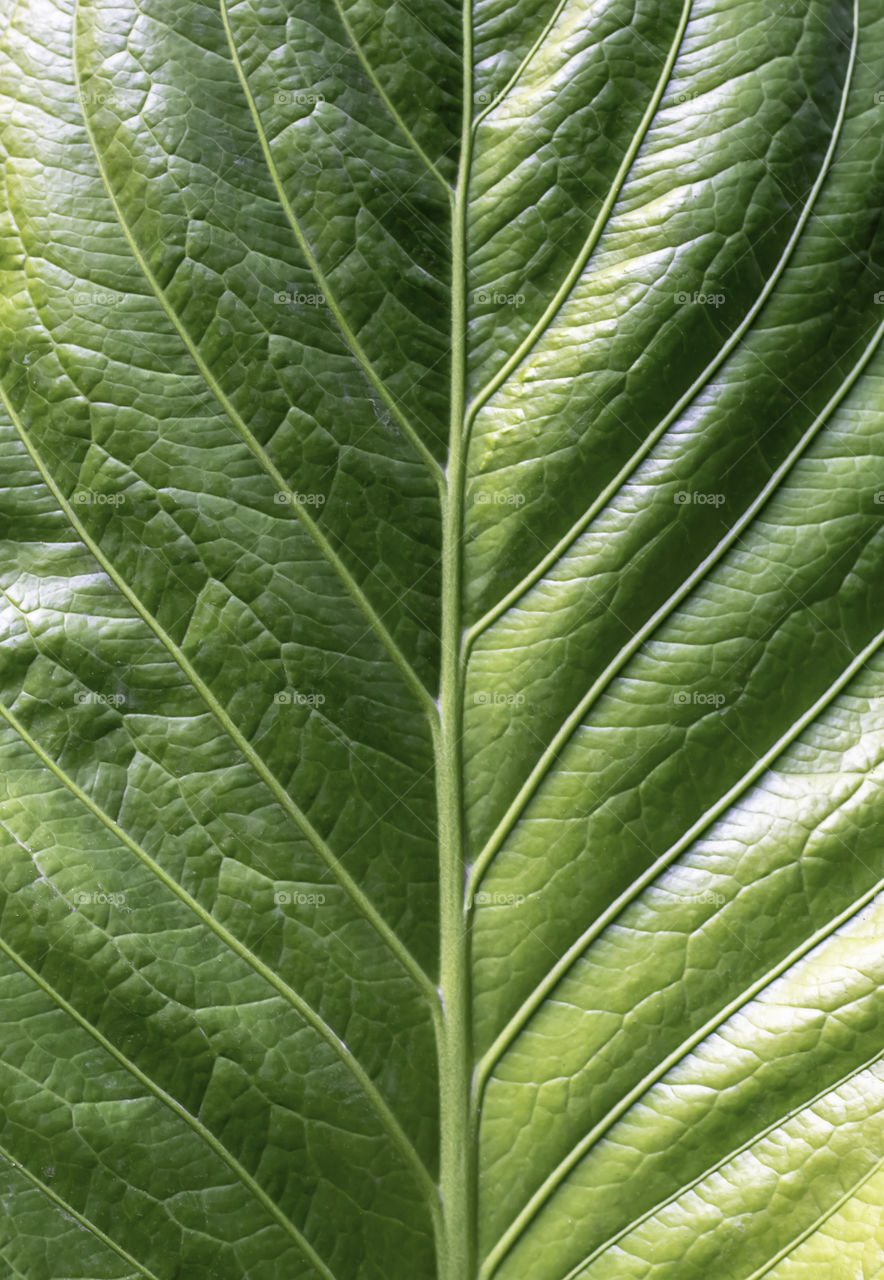 Stripes bright green foliage Used as a background