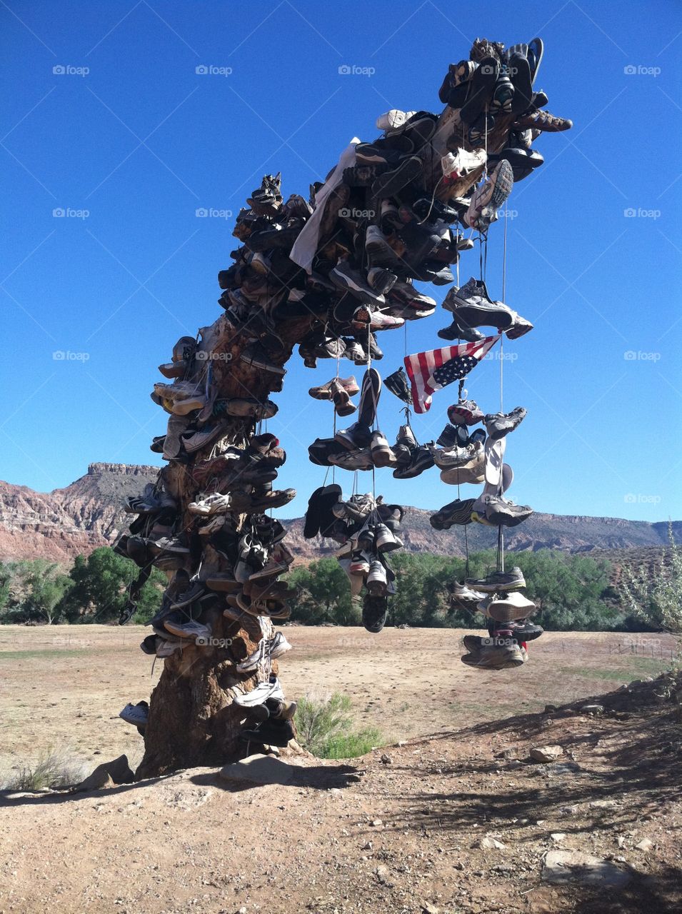 Shoe tree. Historic shoe tree on the way to Zion National Park