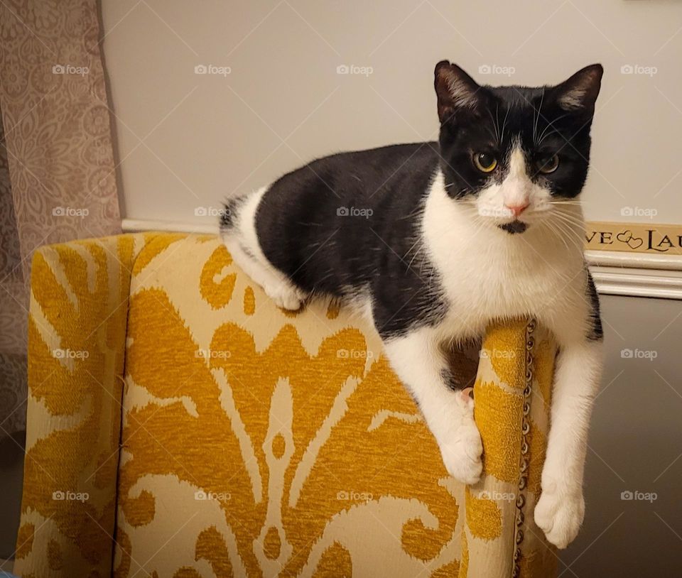 Black and white cat on a yellow and gold chair, gray background.