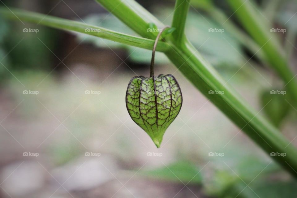 Herbal plant "Ciplukan".