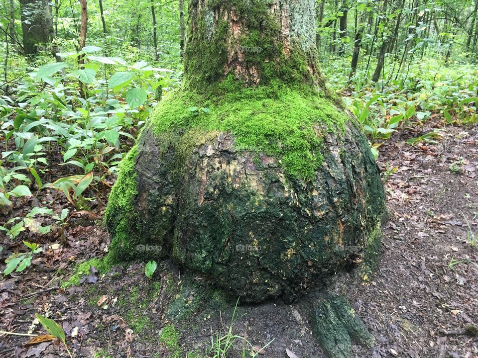 Strange bulged tree with moss