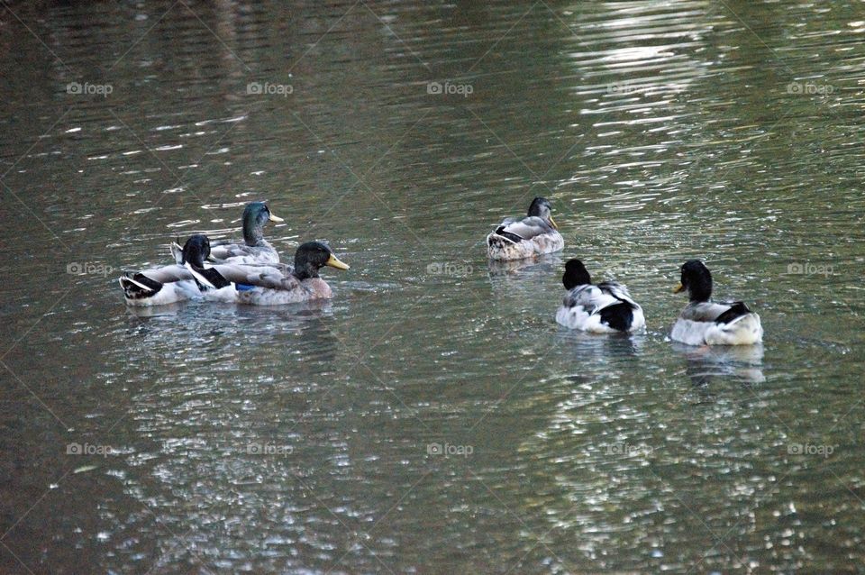 6 ducks 