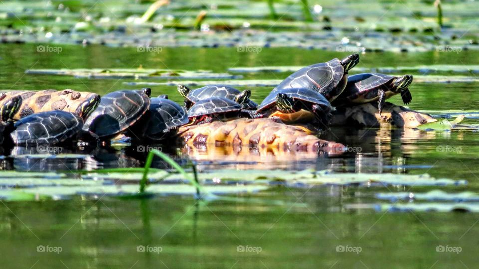 Painted Turtle Pile up
