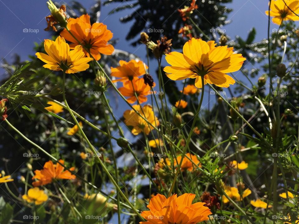 Yellow and orange cosmos